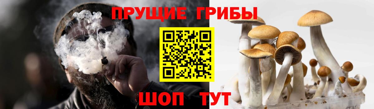 Галлюциногенные грибы прущие грибы Гудермес
